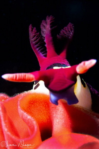 Nembrotha chamberlaini on Hexabranchus sanguineus eggs/Ph... by Laurie Slawson 